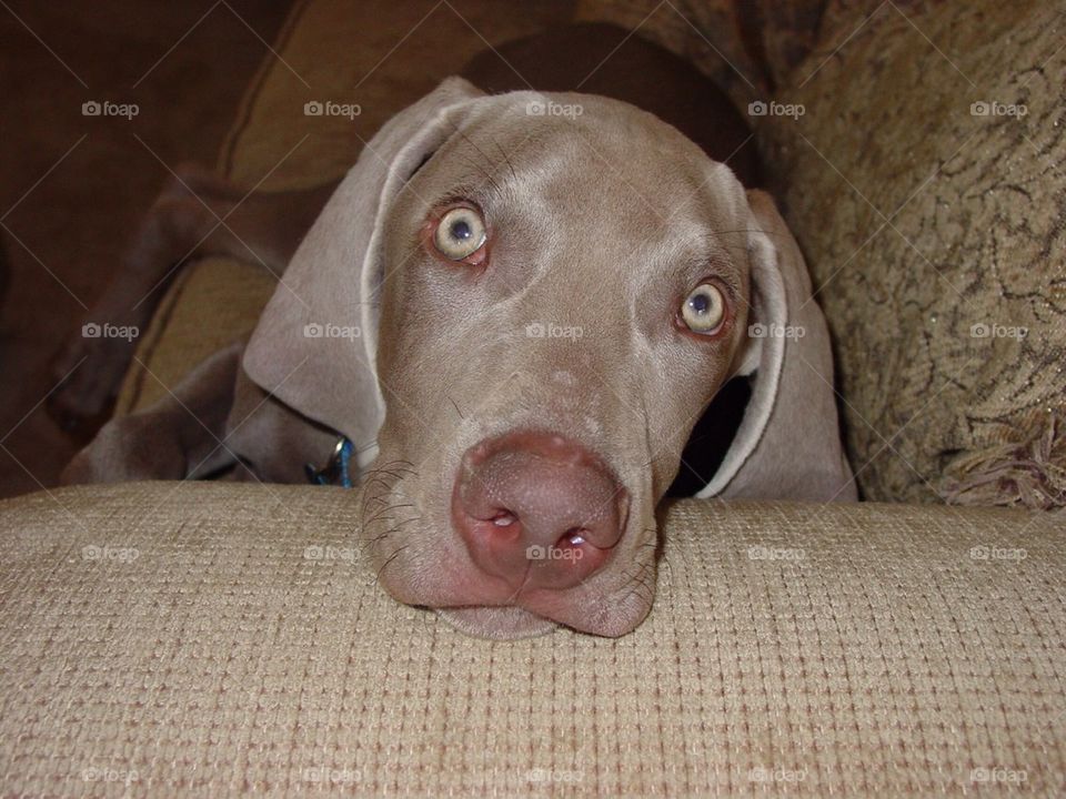 Weimaraner