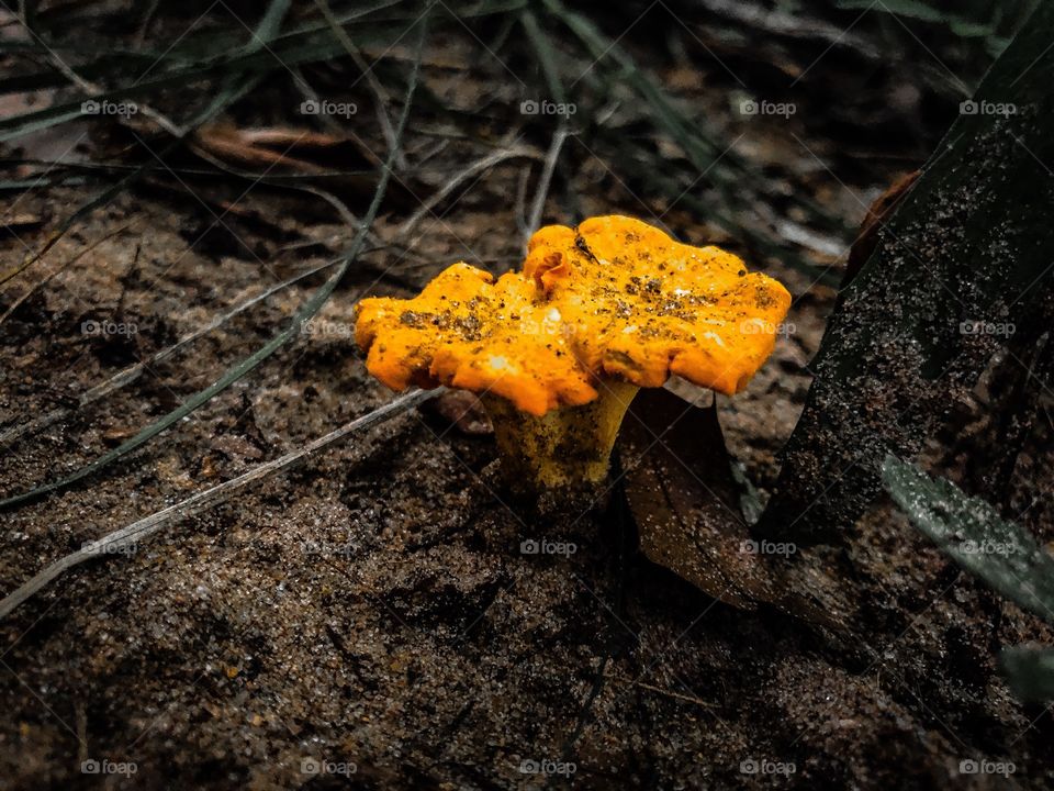 Yellow Mushrooms 
