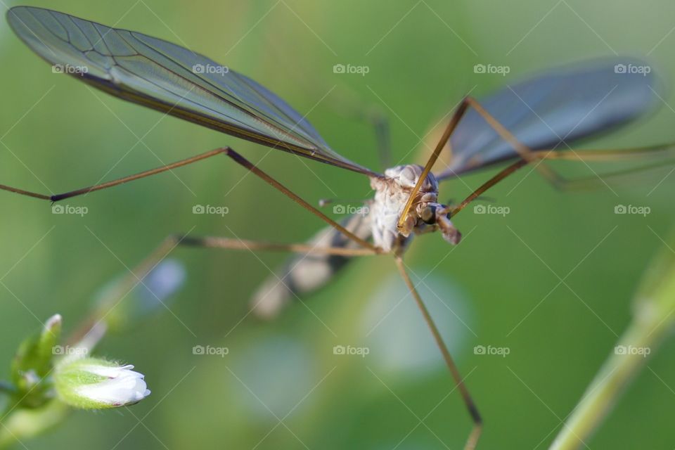 Gnat Close-Up