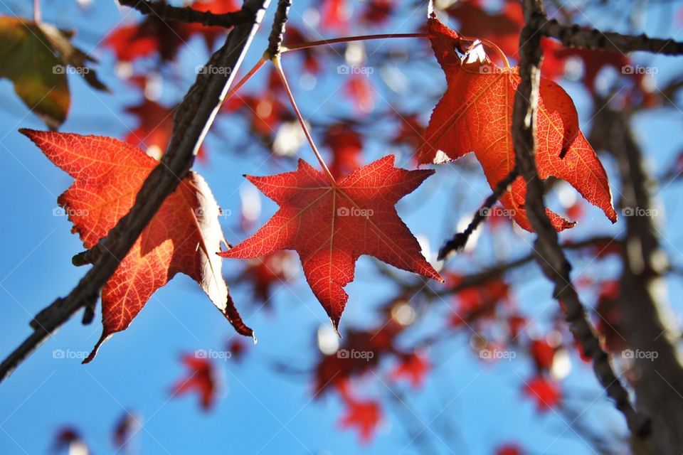 Autumn view