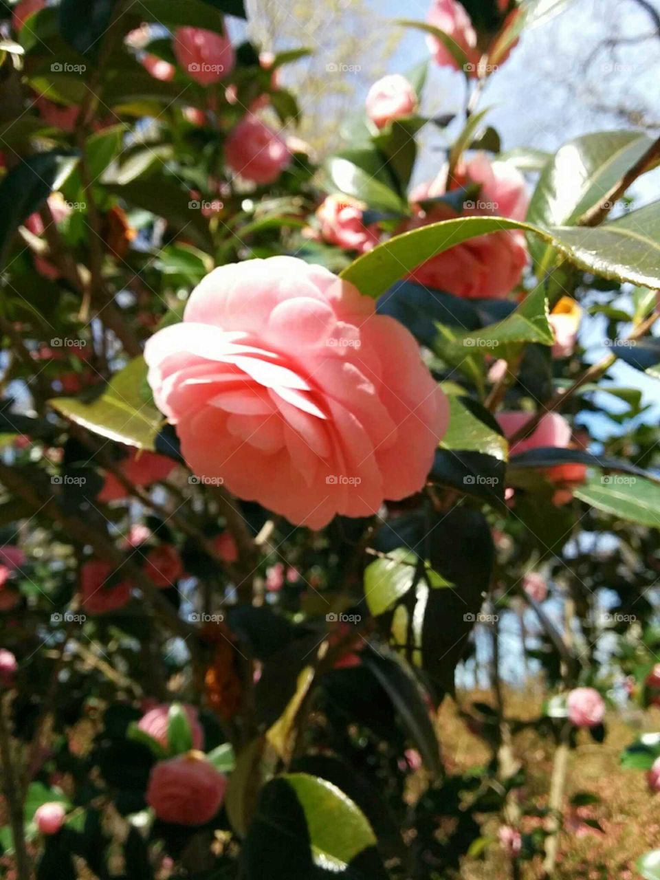 camellia