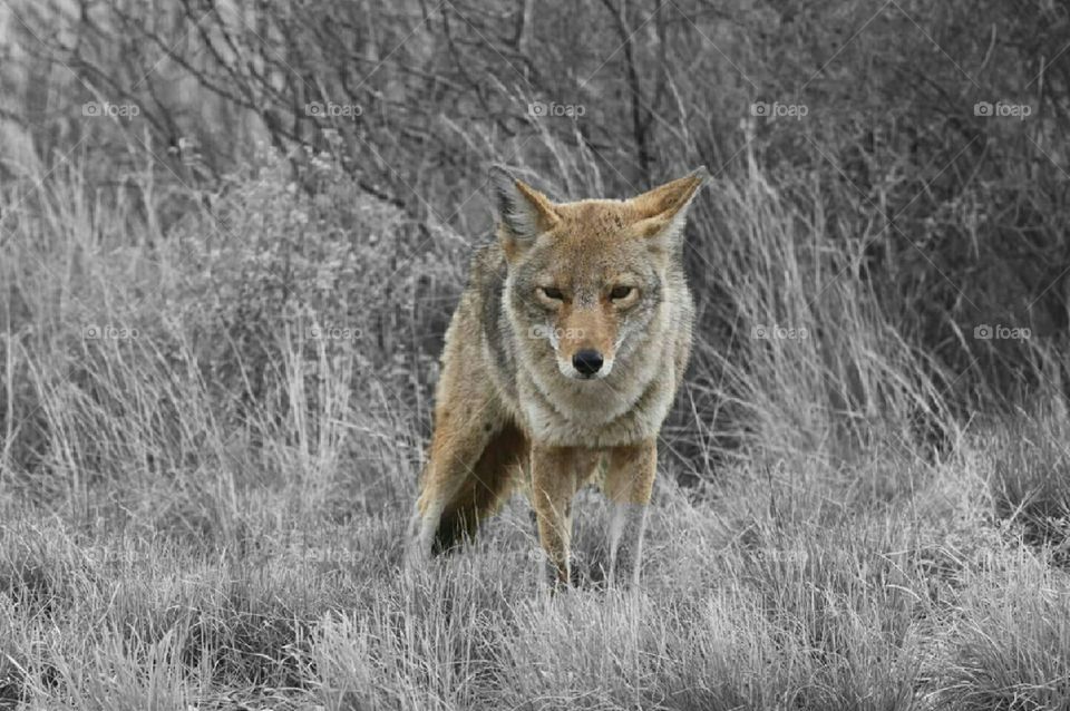 Coyote - Splash of Color