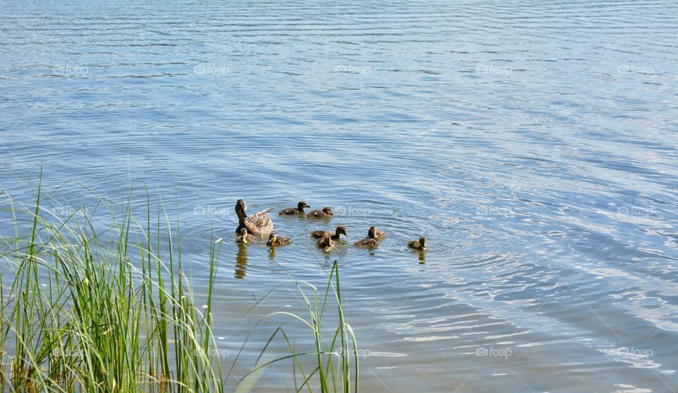 birds family duck and ducklings in the water lake summer time