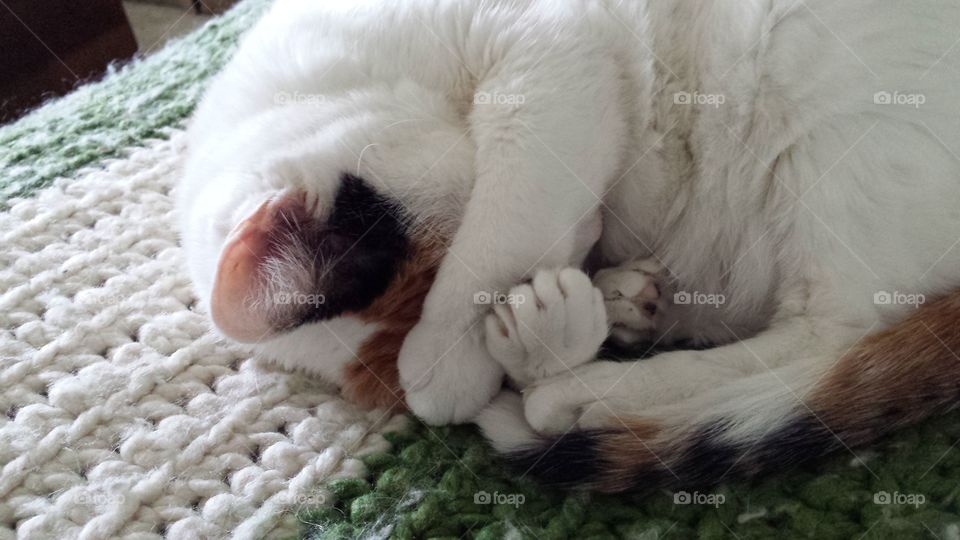 Too Bright Cat Nap. this kitty is not letting the bright light interrupt her nap