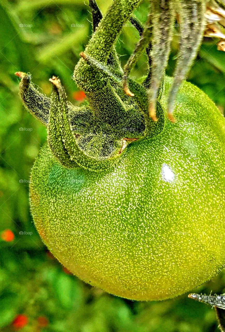Green Tomato - Up Close!
