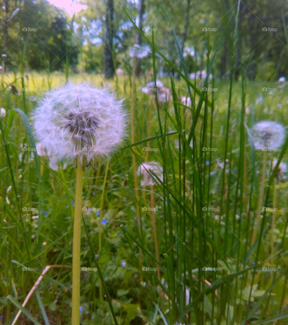 Fluffy dandelion in green grass