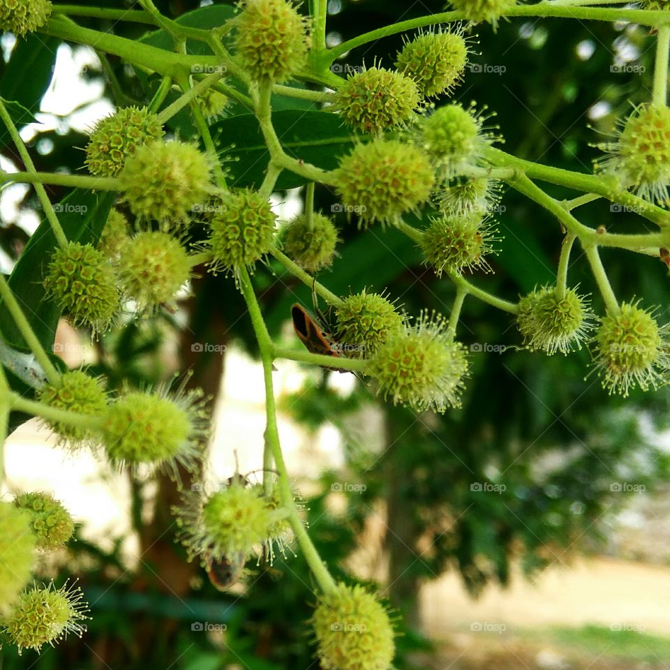 niddle fruits and small creatures