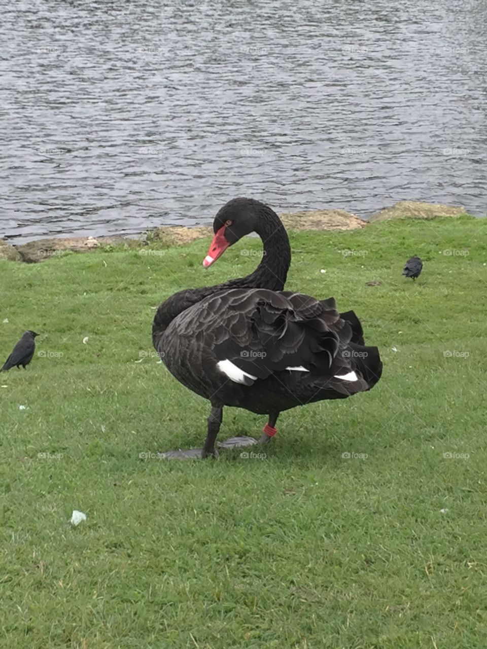 Black swan