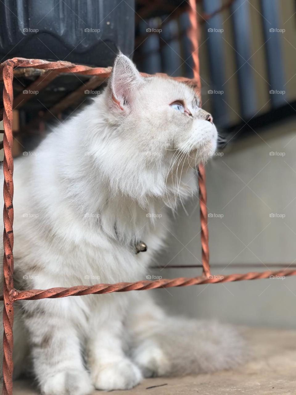 A white himalayan cat is looking up and thinking about, maybe, cat food mukbang? 