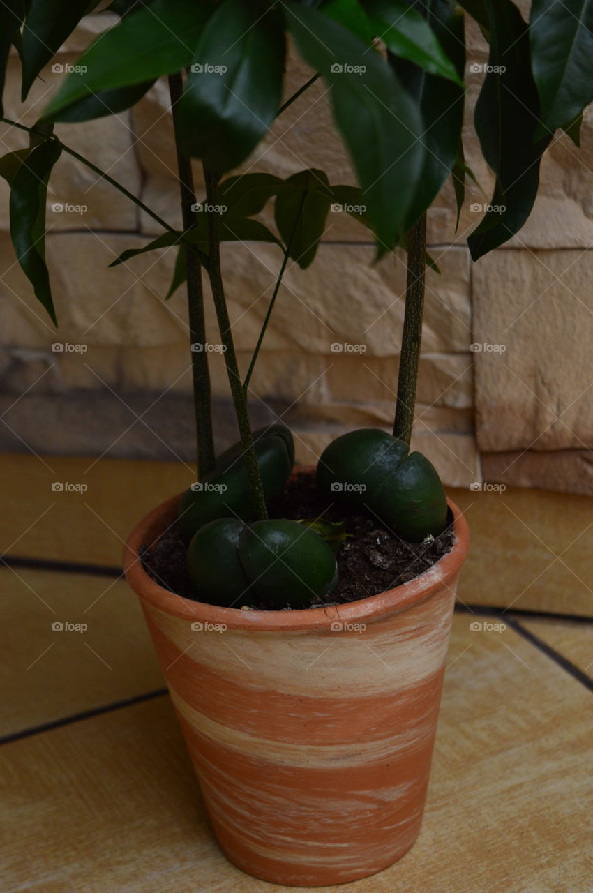 House plants in pots- Castanospermum australe, Moreton Bay Chestnut, Blackbean, Lucky Bean