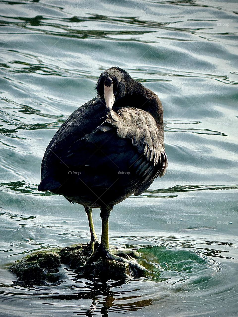 American Coot Stare