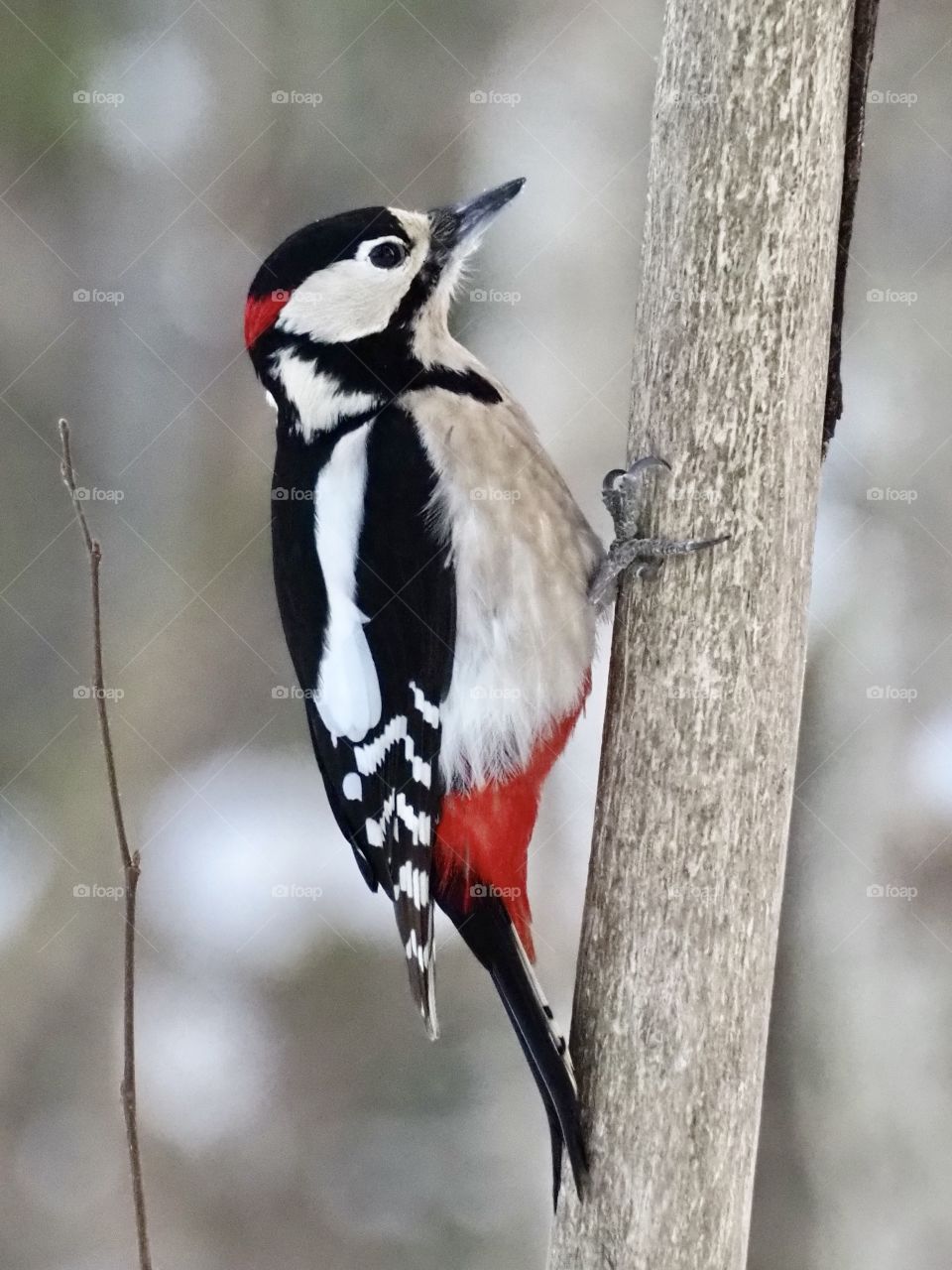 Woodpecker