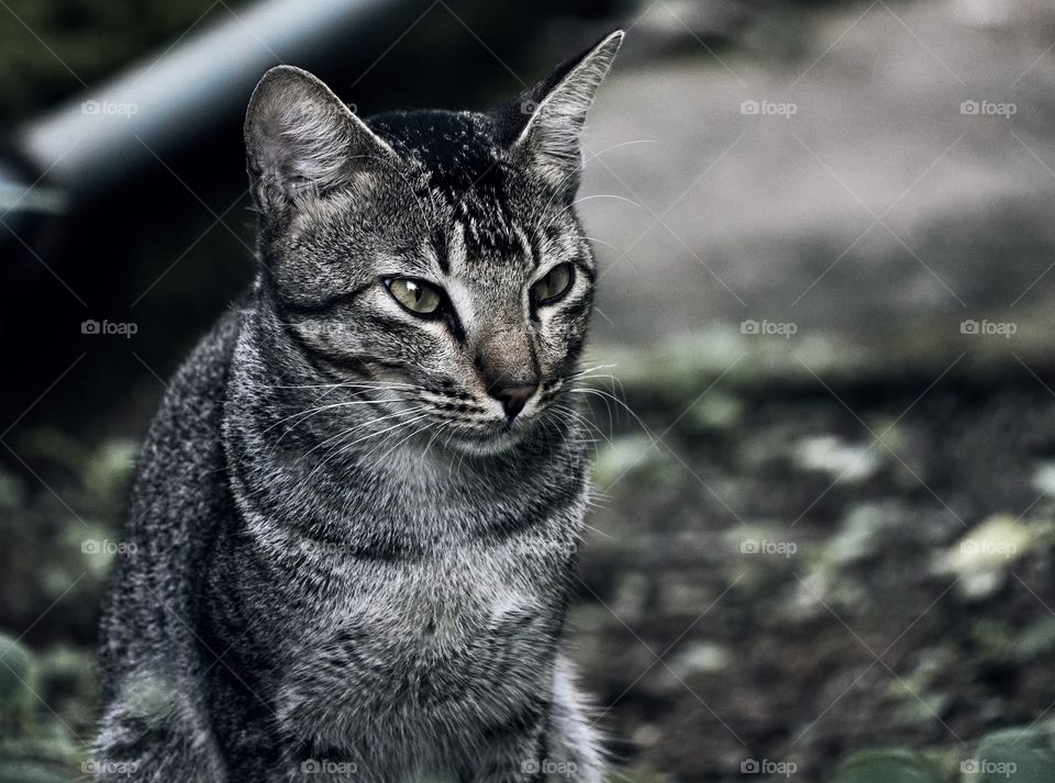 Domestic cat  - Egyptian mau