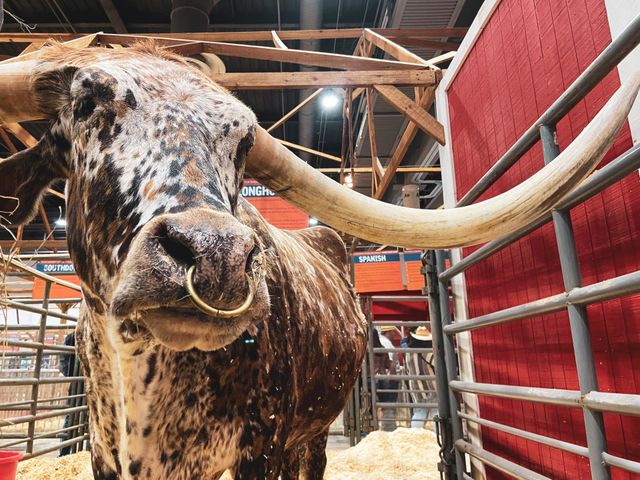 Texan Longhorn