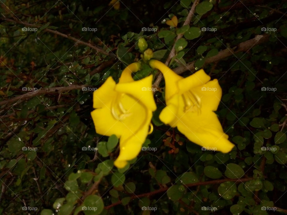 yellow lengthy flower
