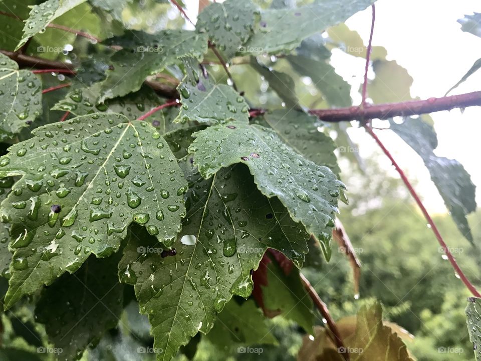 Wet Green Leaves on Branch