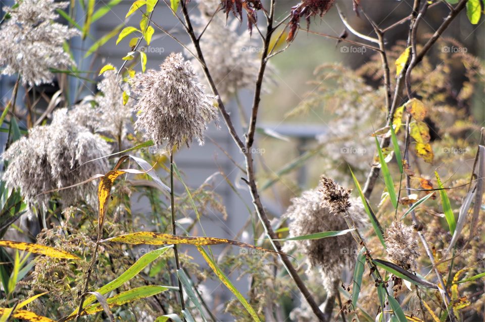 Autumn Nature