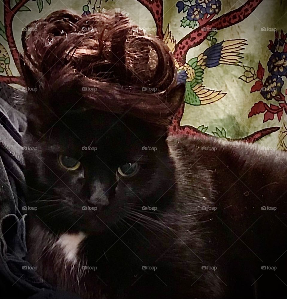 Cats wig