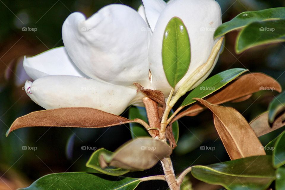 Little Gem Magnolia Blossom 