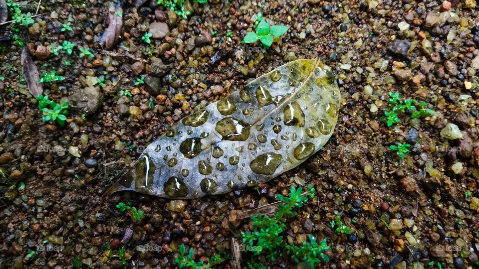 Nature dew drops on leaves