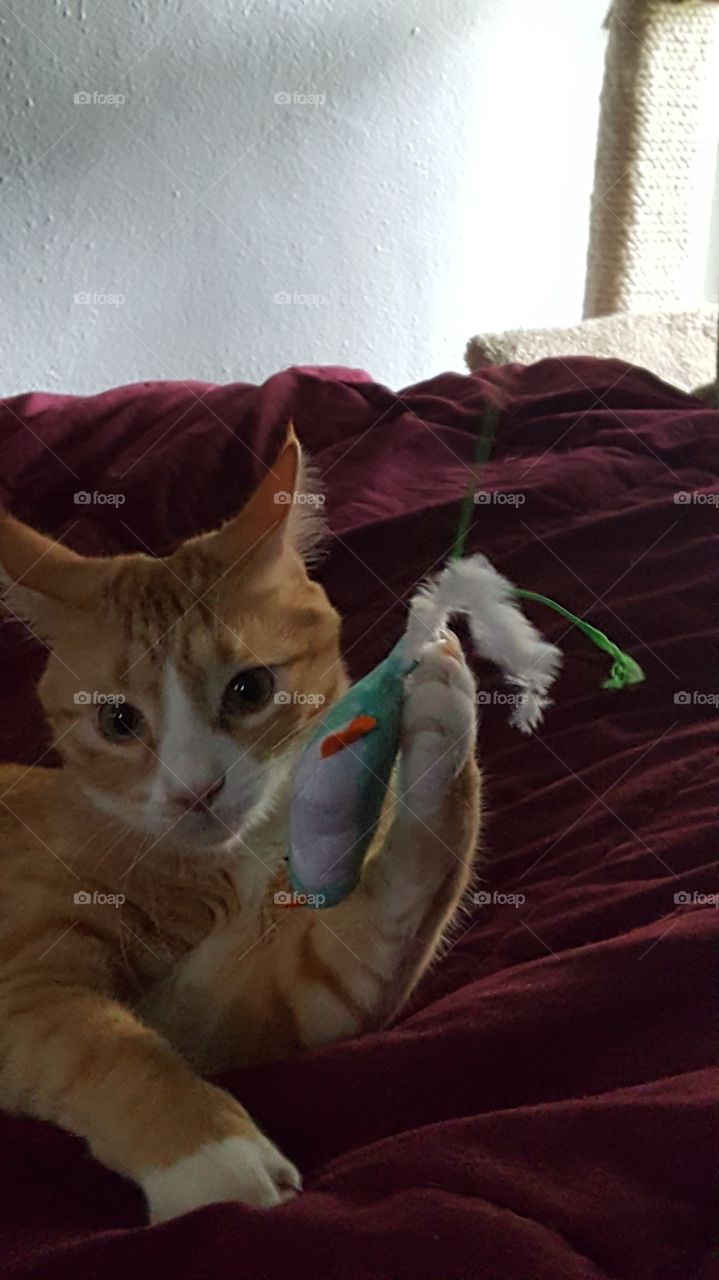 cat playing with toy