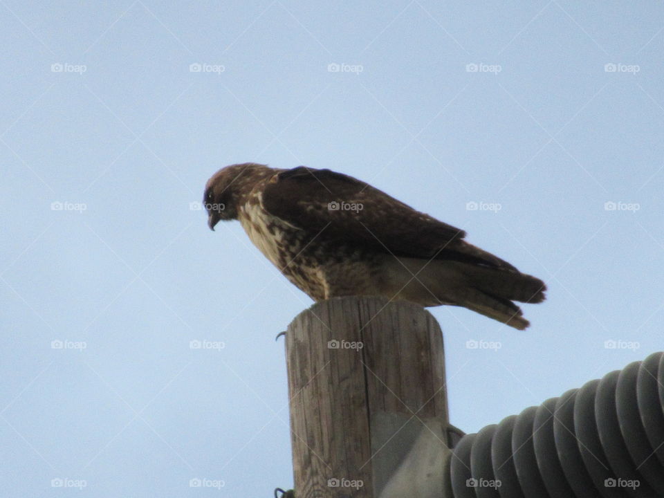 Hawk looking for food