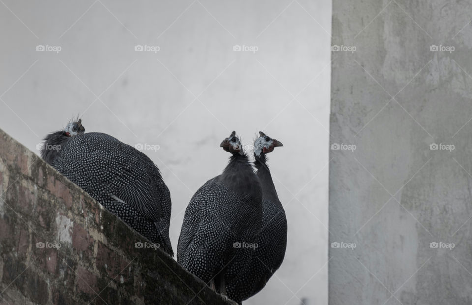 three guinea fowls, not a crowd!