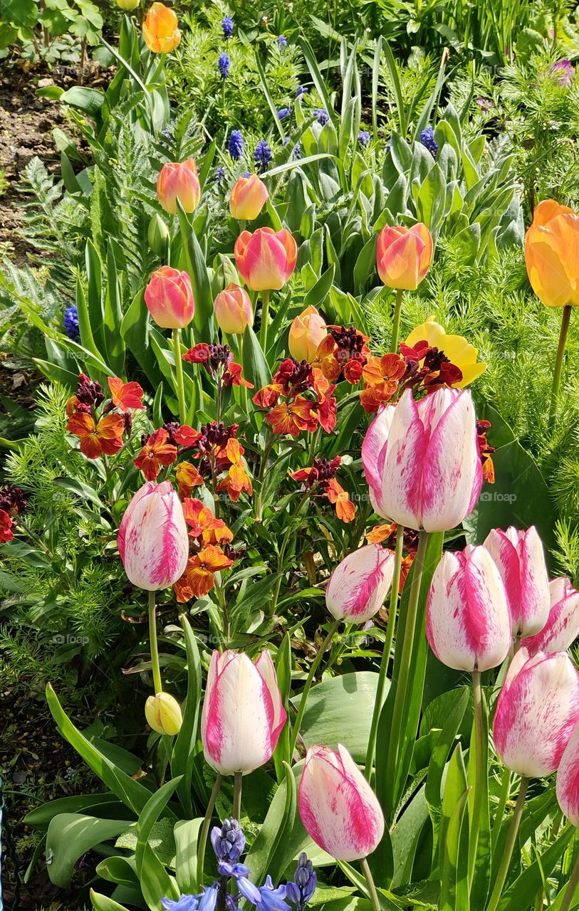 Spring - Colorful flowers