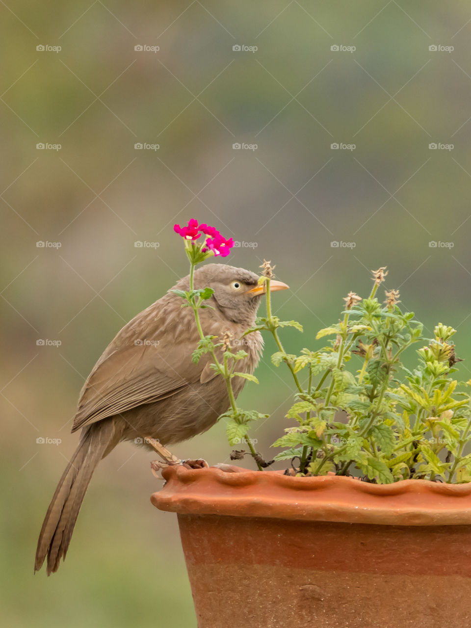 Jungle Babbler