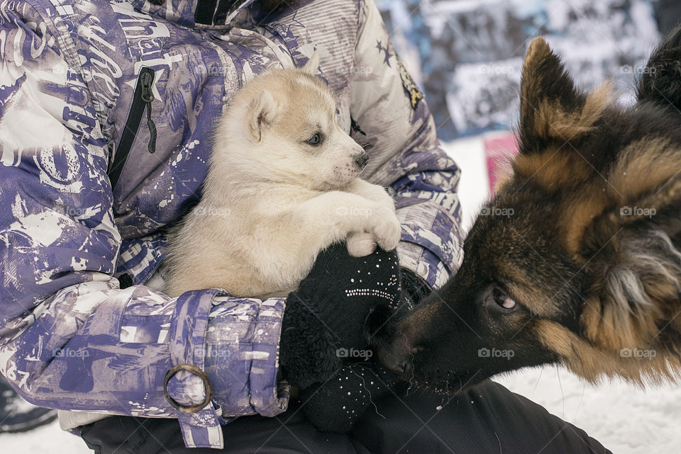 German Shepherd and Husky