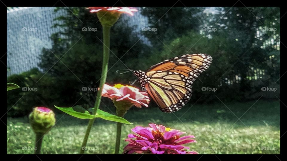 Monarch Butterflies 