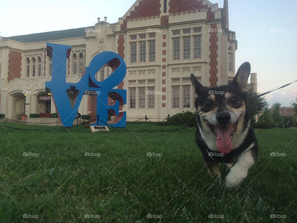 Corgi mix with love sculpture 