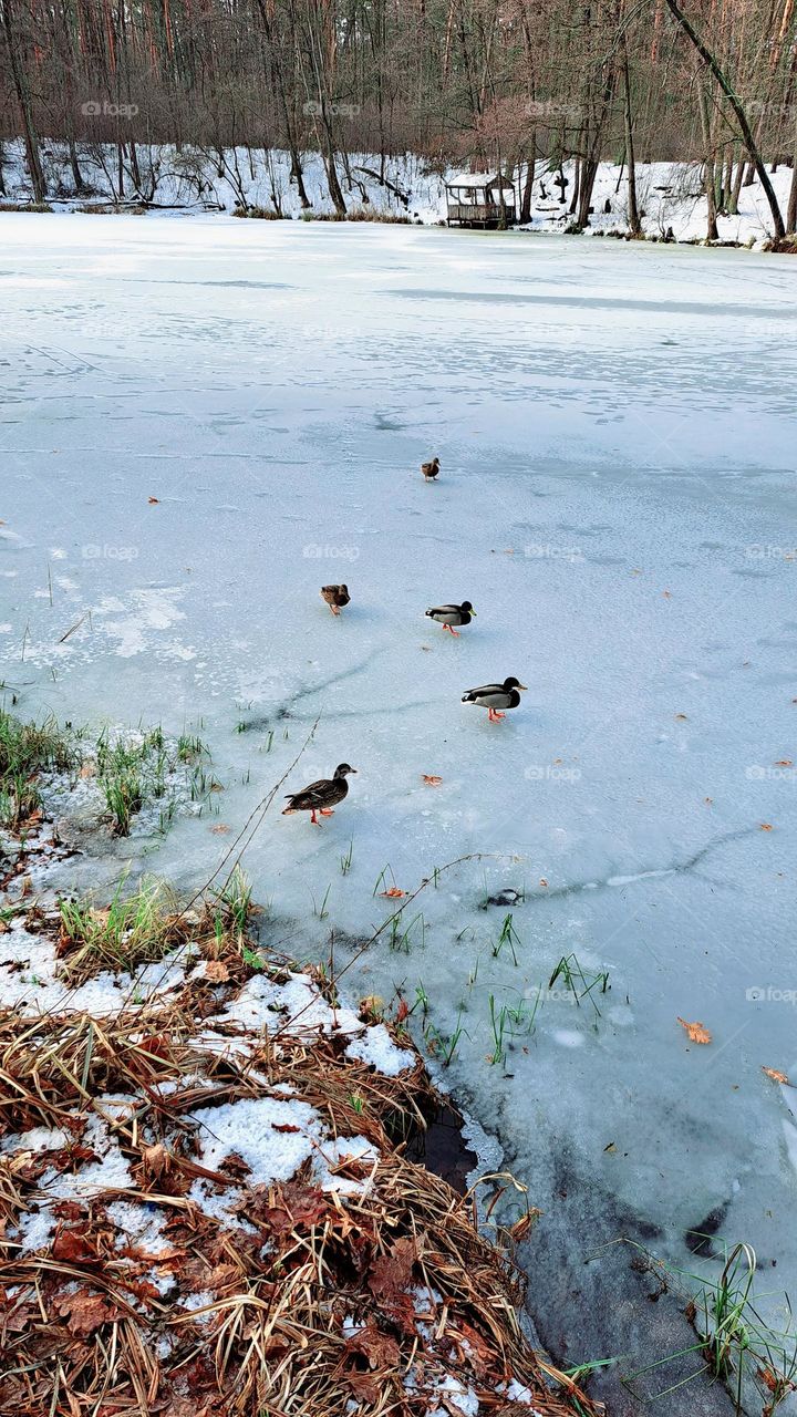 ducks on the lake in winter