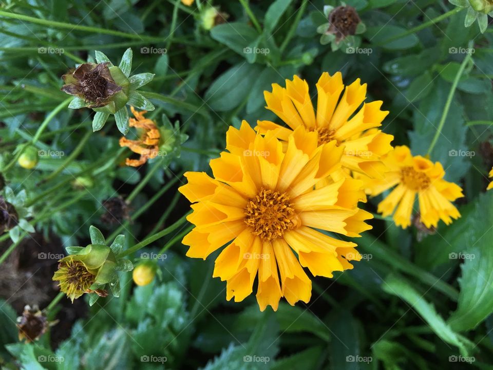 Yellow Flowers