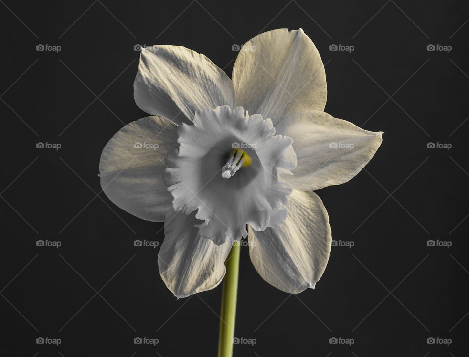 Black and white daffodil selective color portrait