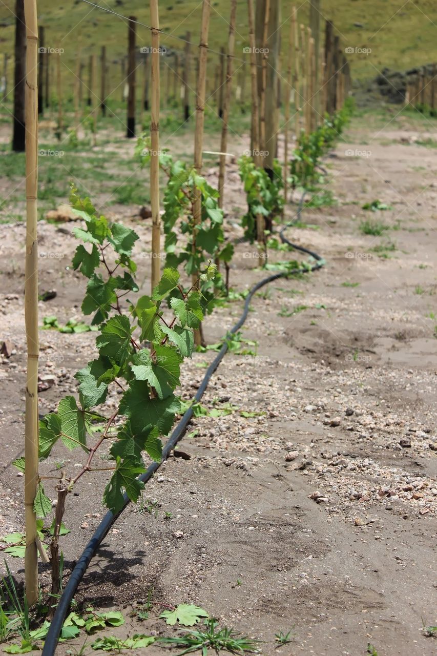 planting of vine