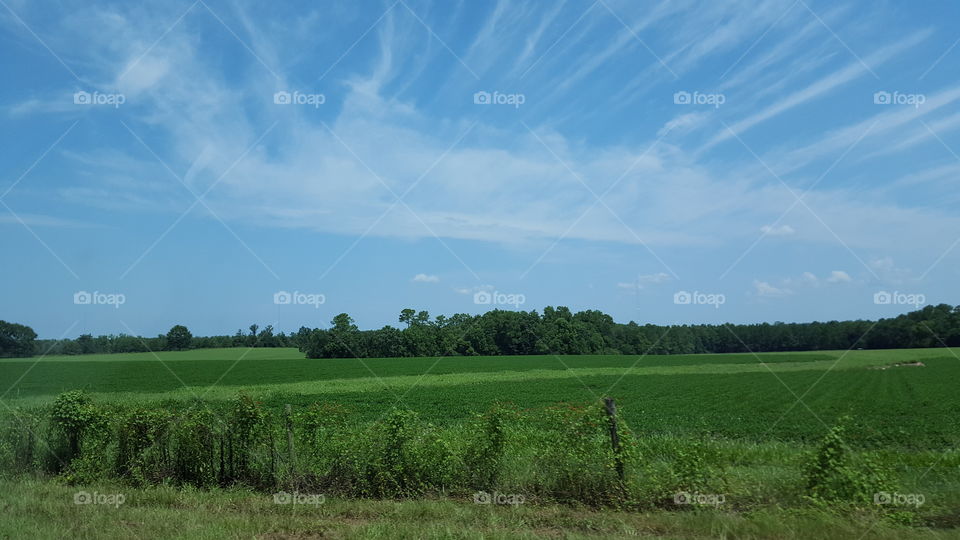 agriculture field