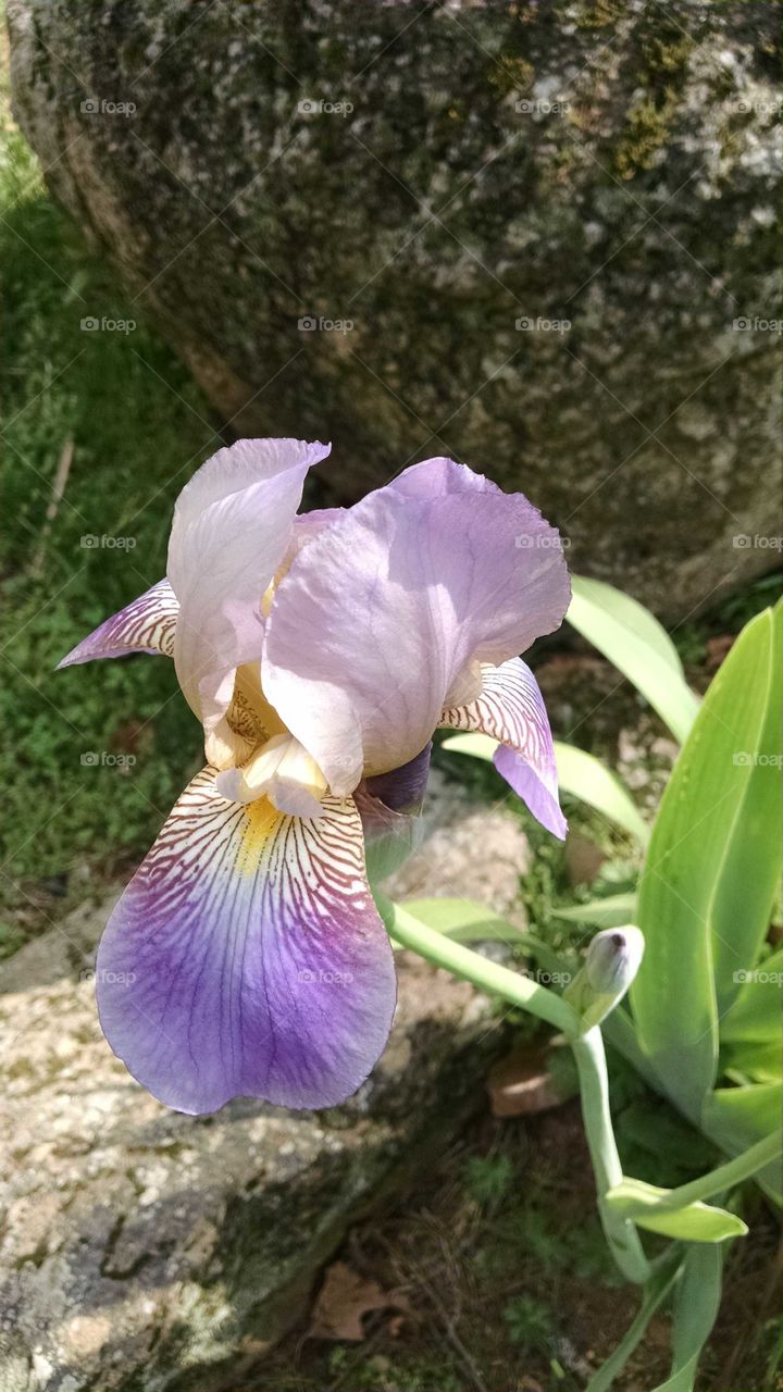 purple iris