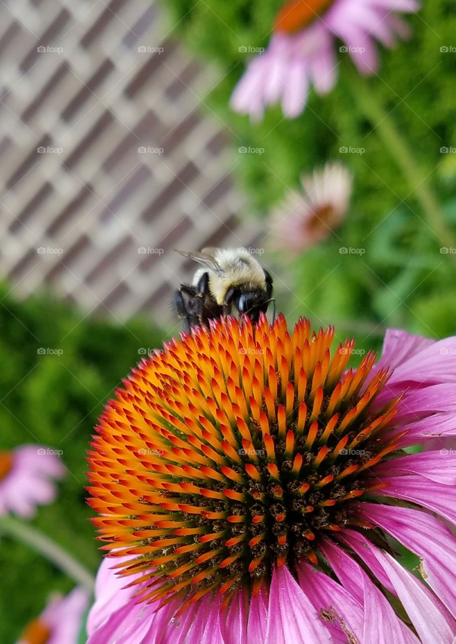 flowers with bee