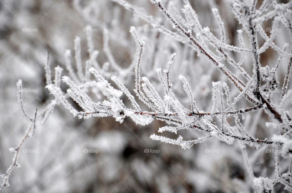 Frost, Winter, Nature, Snow, Frozen