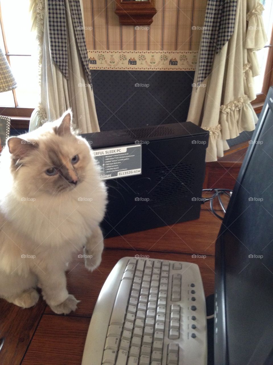 Cat at computer