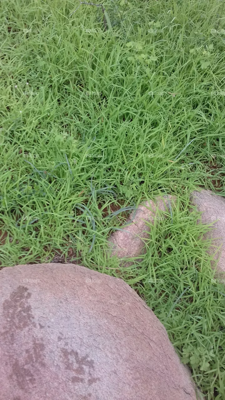 grass