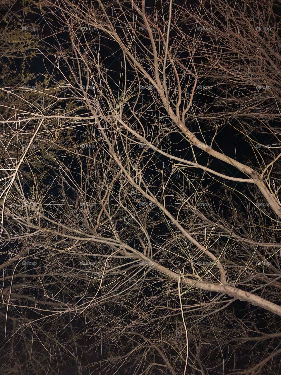 Nighttime Trees. The flood lights hit the trees perfectly. Leafless trees at night always remind me of nerve endings, and if I touch it I’ll feel what it feels. 