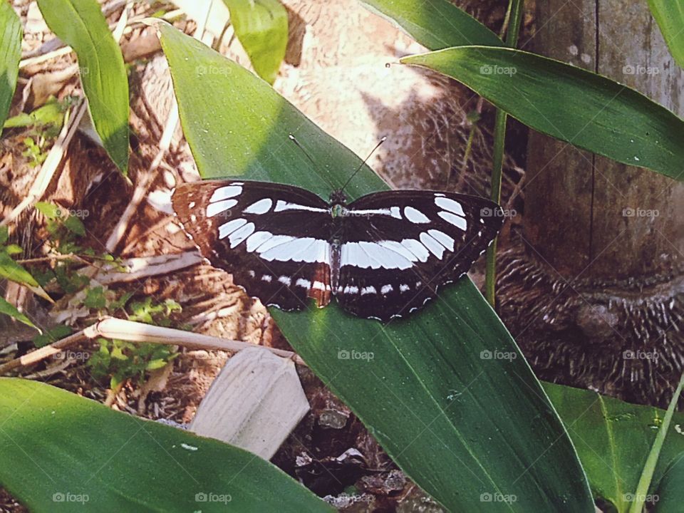 Beautiful butterfly with black and white pattern