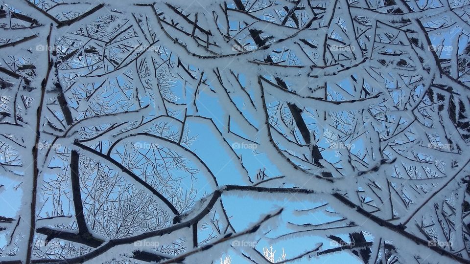 Snow tree  frost winter frost