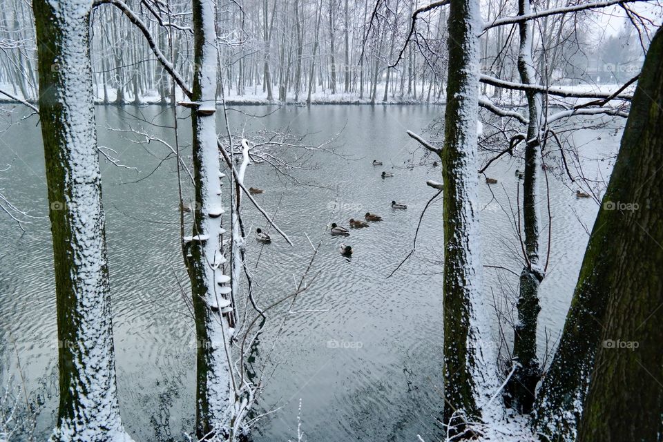 Lake in the winter