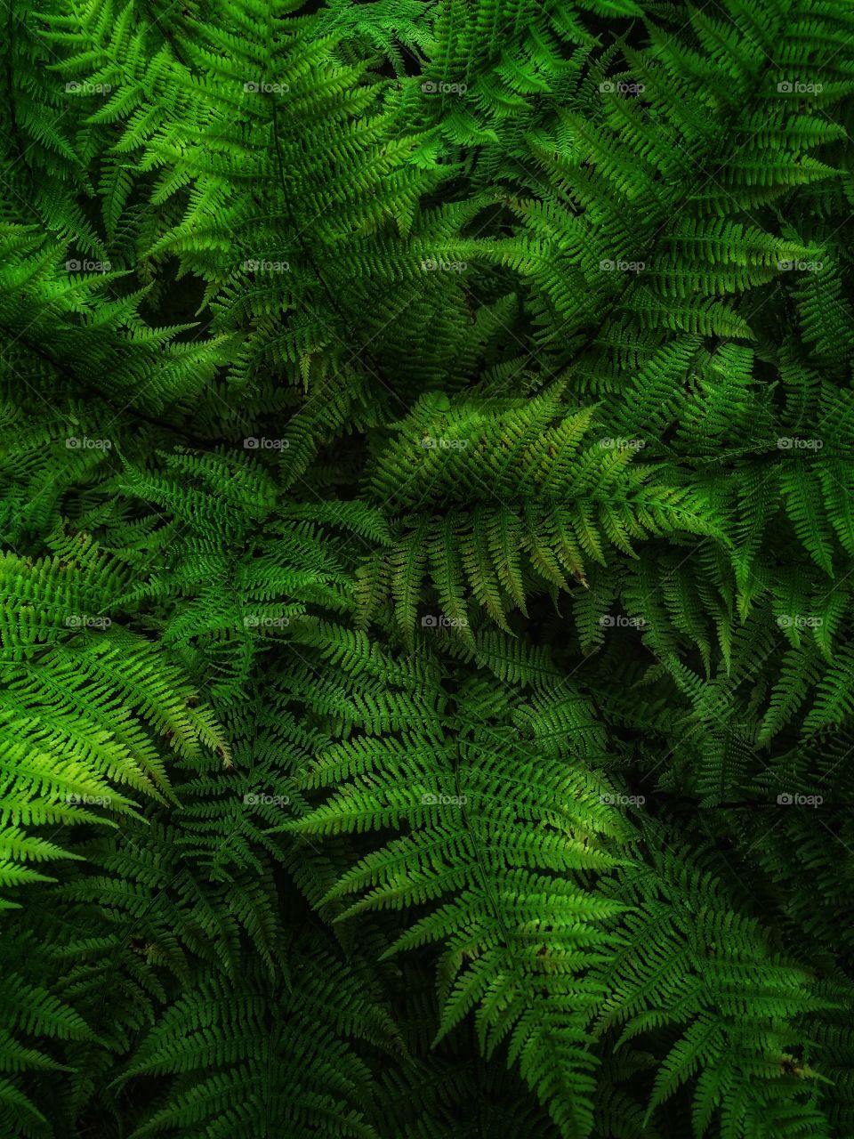 Gorgeous green ferns in the wild. Image edited.