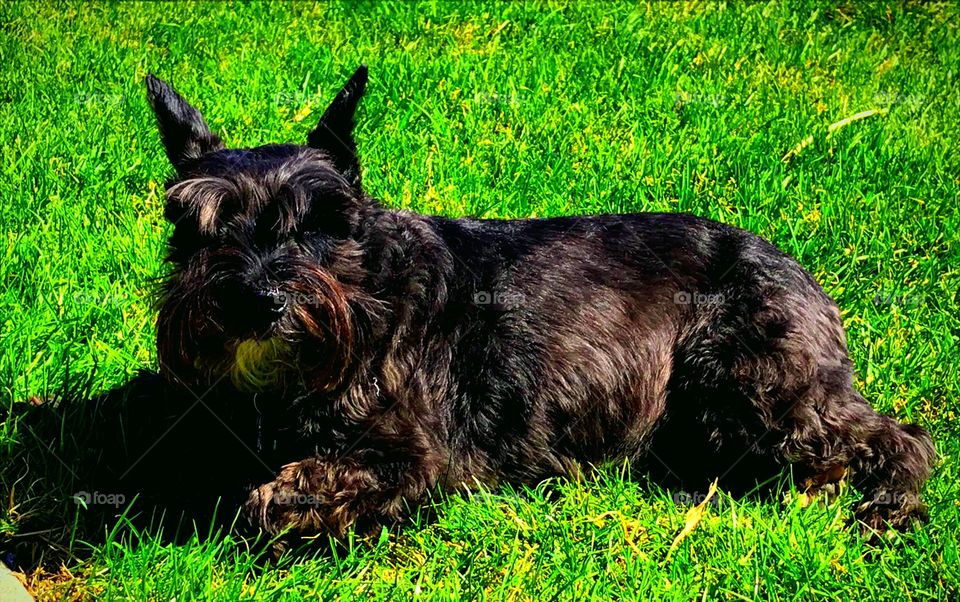 Mini  schnauzer enjoying the green grass & sun 