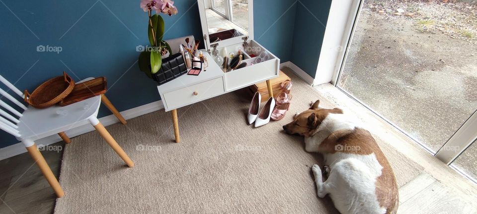 dog sleeping next to vanity table