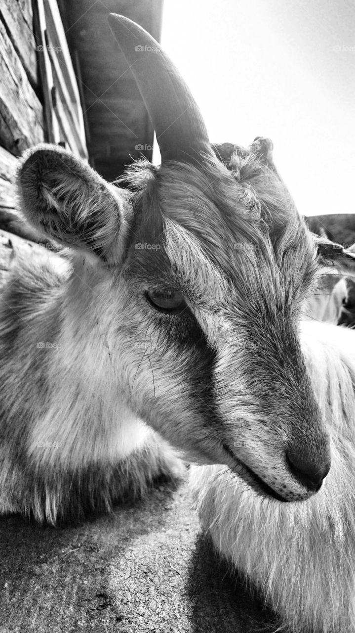 AnimalPortrait - Goat